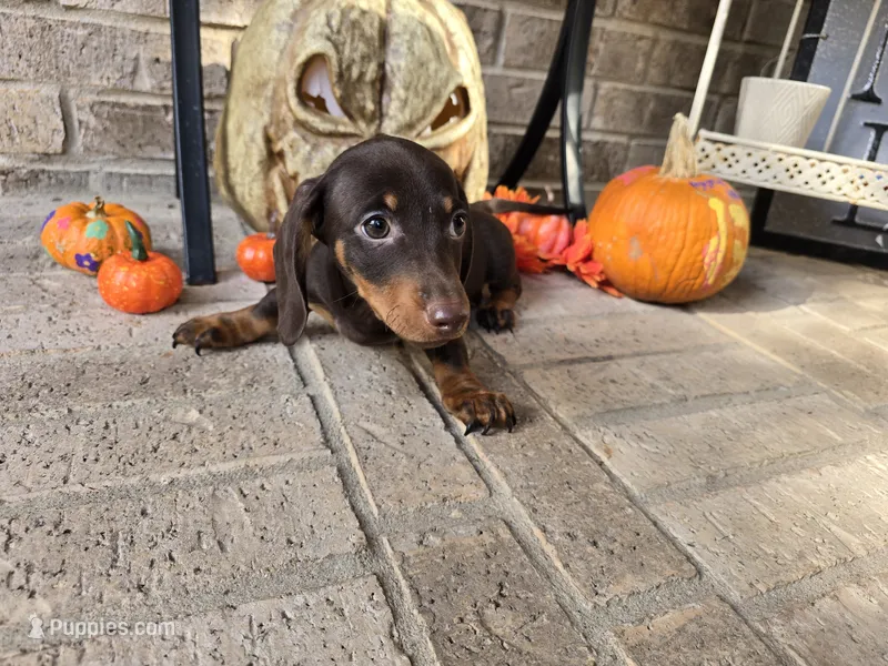 Bear – Miniature Dachshund puppy for sale in Georgetown, TX