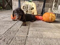 Bear, a male Miniature Dachshund for sale in Georgetown, TX – 2 of 10