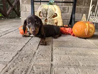 Bear, a male Miniature Dachshund for sale in Georgetown, TX – 5 of 10