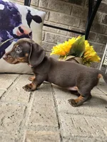 Princess, a female Miniature Dachshund for sale in Georgetown, TX – 6 of 7