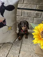 Bear, a male Miniature Dachshund for sale in Georgetown, TX – 6 of 6
