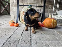 Rollo, a male Miniature Dachshund for sale in Georgetown, TX – 8 of 10