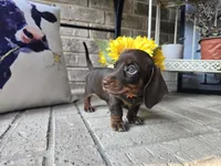Daisy, a female Miniature Dachshund for sale in Georgetown, TX – 1 of 10