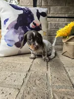 Barbie, a female Miniature Dachshund for sale in Georgetown, TX – 2 of 8