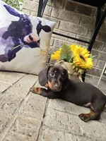 Molly, a female Miniature Dachshund for sale in Georgetown, TX – 2 of 7