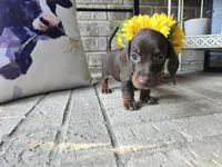 Daisy, a female Miniature Dachshund for sale in Georgetown, TX – 5 of 10