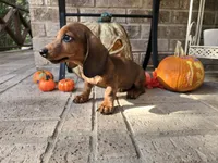 Penny, a female Miniature Dachshund for sale in Georgetown, TX – 10 of 10