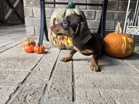 Molly, a female Miniature Dachshund for sale in Georgetown, TX – 4 of 10