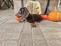 Bear, a male Miniature Dachshund for sale in Georgetown, TX – 9 of 10
