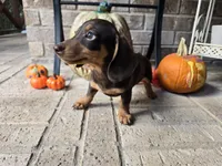 Molly, a female Miniature Dachshund for sale in Georgetown, TX – 9 of 10