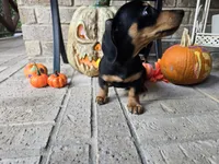 Rollo, a male Miniature Dachshund for sale in Georgetown, TX – 10 of 10