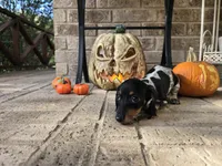 Lucy, a female Miniature Dachshund for sale in Georgetown, TX – 7 of 10