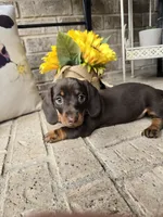 Molly, a female Miniature Dachshund for sale in Georgetown, TX – 7 of 7