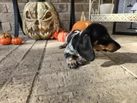 Lucy, a female Miniature Dachshund for sale in Georgetown, TX – 2 of 10