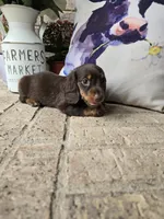 Buddy, a male Miniature Dachshund for sale in Georgetown, TX – 5 of 8