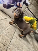 Princess, a female Miniature Dachshund for sale in Georgetown, TX – 3 of 7