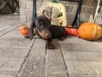 Bear, a male Miniature Dachshund for sale in Georgetown, TX – 3 of 10