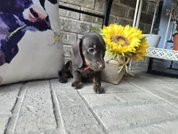 Molly, a female Miniature Dachshund for sale in Georgetown, TX – 2 of 10