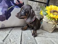 Molly, a female Miniature Dachshund for sale in Georgetown, TX – 7 of 10
