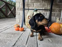 Rollo, a male Miniature Dachshund for sale in Georgetown, TX – 7 of 10