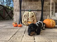 Lucy, a female Miniature Dachshund for sale in Georgetown, TX – 6 of 10