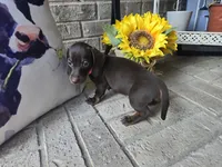 Molly, a female Miniature Dachshund for sale in Georgetown, TX – 9 of 10
