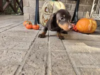 Bear, a male Miniature Dachshund for sale in Georgetown, TX – 10 of 10