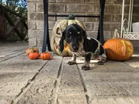 Lucy, a female Miniature Dachshund for sale in Georgetown, TX – 10 of 10