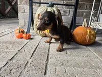 Molly, a female Miniature Dachshund for sale in Georgetown, TX – 8 of 10