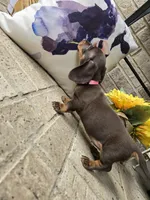 Princess, a female Miniature Dachshund for sale in Georgetown, TX – 4 of 7
