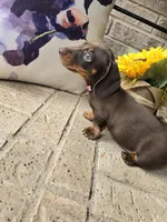 Princess, a female Miniature Dachshund for sale in Georgetown, TX – 7 of 7