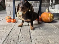 Molly, a female Miniature Dachshund for sale in Georgetown, TX – 7 of 10