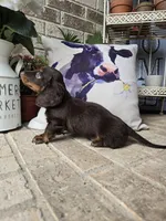 Bear, a male Miniature Dachshund for sale in Georgetown, TX – 7 of 9