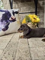 Molly, a female Miniature Dachshund for sale in Georgetown, TX – 6 of 7