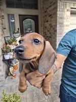 Penny--AKC Miniature Dachshund Puppy — Red, a female Miniature Dachshund for sale in Georgetown, TX – 1 of 10