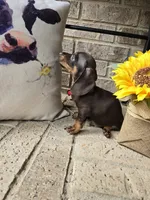 Bear, a male Miniature Dachshund for sale in Georgetown, TX – 4 of 6