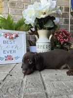 Milo, a male Miniature Dachshund for sale in Georgetown, TX – Photo 5 of 9