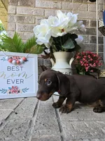 Milo, a male Miniature Dachshund for sale in Georgetown, TX – Photo 4 of 9