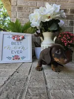 Milo, a male Miniature Dachshund for sale in Georgetown, TX – Photo 7 of 9