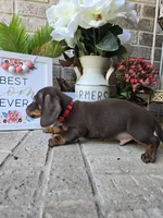 Milo, a male Miniature Dachshund for sale in Georgetown, TX – Photo 8 of 9