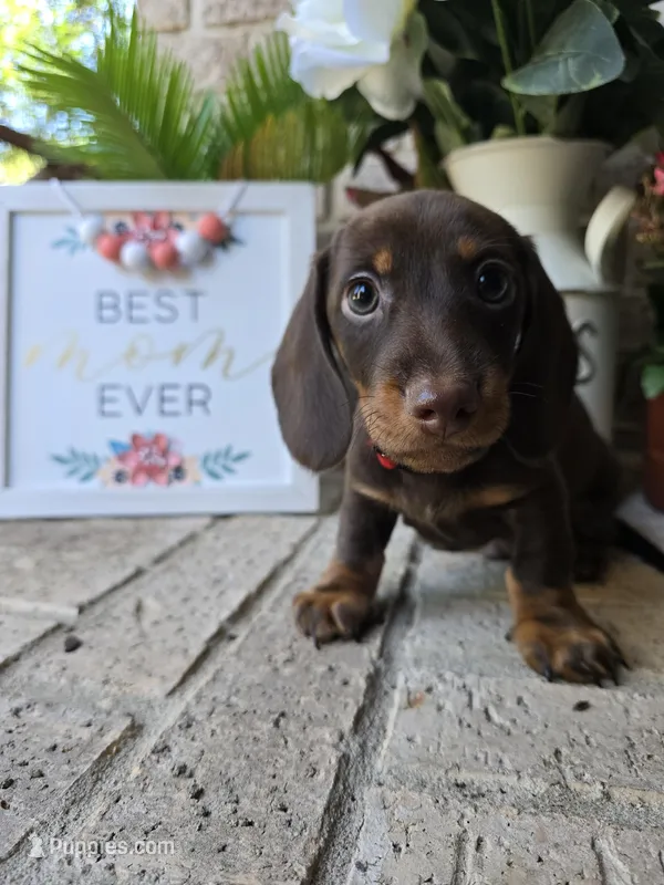 Milo – Miniature Dachshund puppy for sale in Georgetown, TX