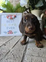 Milo, a male Miniature Dachshund for sale in Georgetown, TX – Photo 1 of 9
