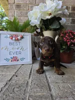 Milo, a male Miniature Dachshund for sale in Georgetown, TX – Photo 2 of 9