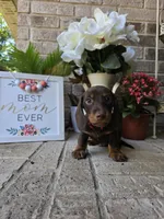 Milo, a male Miniature Dachshund for sale in Georgetown, TX – Photo 6 of 9