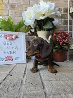 Milo, a male Miniature Dachshund for sale in Georgetown, TX – Photo 3 of 9