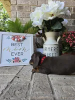 Milo, a male Miniature Dachshund for sale in Georgetown, TX – Photo 9 of 9