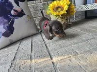Daisy, a female Miniature Dachshund for sale in Georgetown, TX – 3 of 10