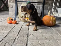 Molly, a female Miniature Dachshund for sale in Georgetown, TX – 6 of 10