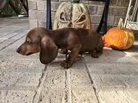 Penny, a female Miniature Dachshund for sale in Georgetown, TX – 2 of 10