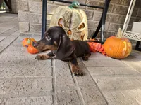 Bear, a male Miniature Dachshund for sale in Georgetown, TX – 4 of 10